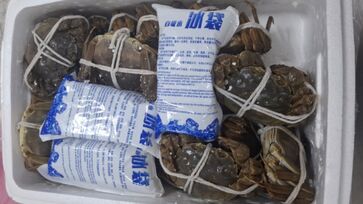 Animais estavam distribuídos em 12 caixas, cada uma com 20 crustáceos e pesando 4,6 kg