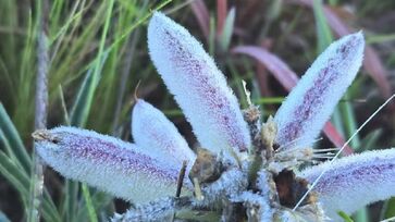 Vale está a cerca de 3 quilômetros do centro do município, às margens da SC-114 e integra o Roteiro Turístico Caminhos da Neve