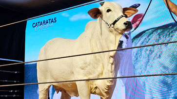 Donna, da raça Nelore, tem 10 anos, pesa cerca de 1 tonelada, nasceu no Paraná e foi arrematada por R$ 54 milhões