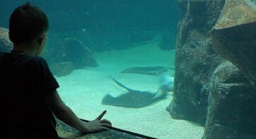 Aquário de São Paulo fica na zona sul da capital paulista