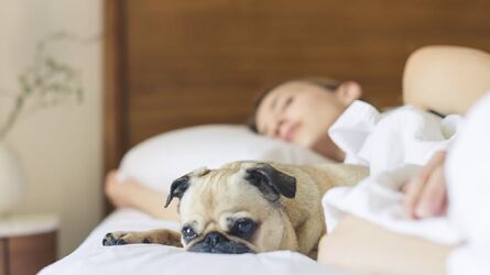 Para alguns, dormir com os animais no mesmo local pode ser uma atitude de falta de higiene
