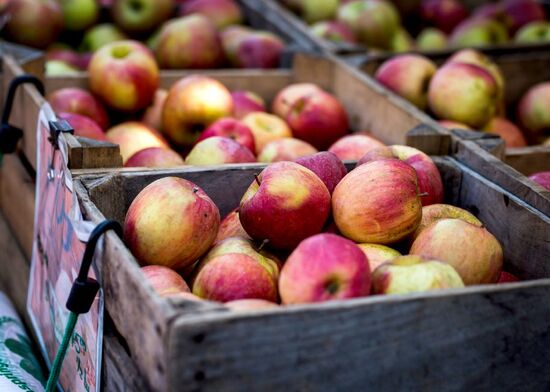  Ao consumir a maçã, o organismo pode ser levado a ter ações anti-inflamatória, antiviral e antioxidante