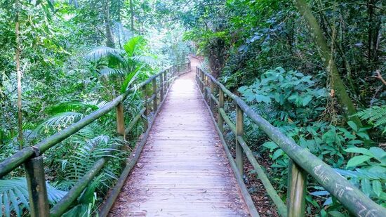 A Trilha do Silêncio é uma das principais opções para quem quer aproveitar uma trilha em SP