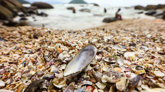 A Praia das Conchas é famosa pela quantidade impressionante de conchas que cobrem sua faixa de areia.