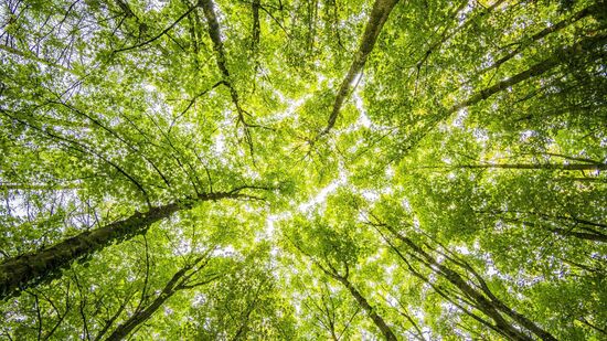 A pauta antiambiental continua avançando em várias frentes