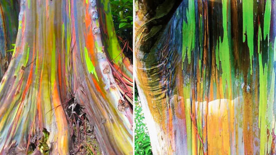 Popularmente conhecida como Eucalipto Arco-Íris, a Eucalyptus Deglupta parece ter sido pintada à mão