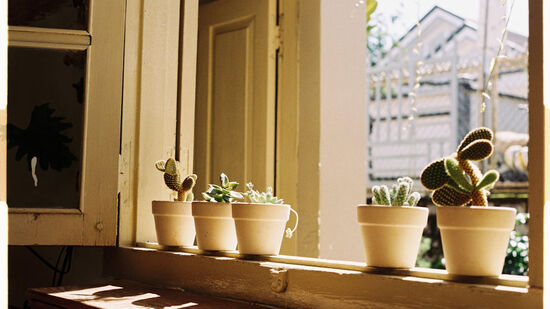 Algumas plantas não são indicadas para ter dentro de casa