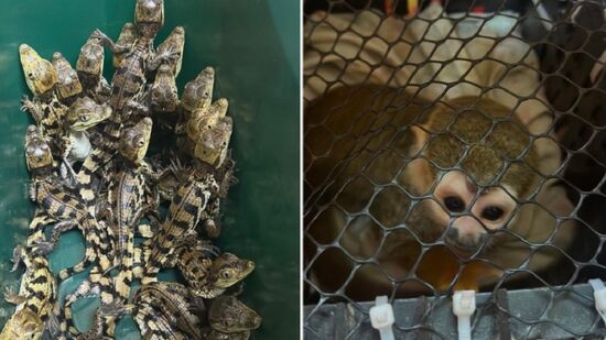 Animais foram resgatados e levados à Faculdade Medicina Veterinária e Zootecnia de Botucatu