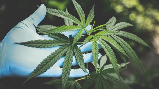 Consumo de maconha pode dobrar o risco de morte por doenças cardíacas