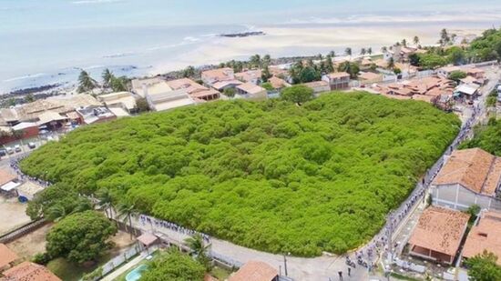 Maior cajueiro do mundo fica no Rio Grande do Norte e atrai turistas de todos os cantos.