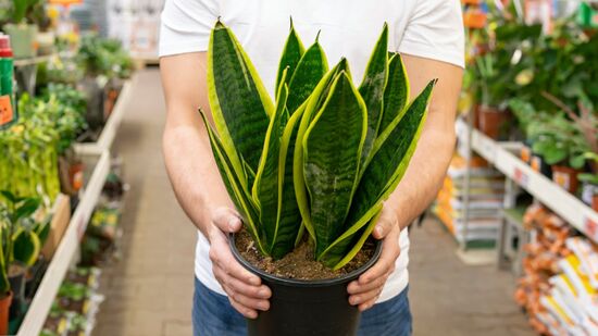 A espada-de-são-jorge é uma das plantas que pode ser cultivada na água