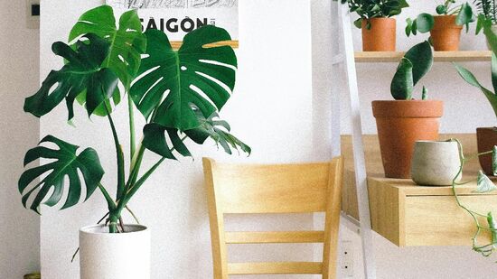Plantas de apartamento são próprias para receber pouca iluminação. 