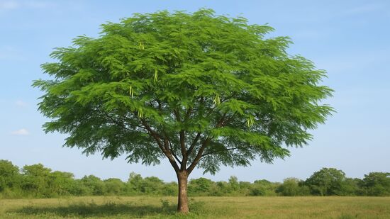 Leucena ameaça a biodiversidade brasileira