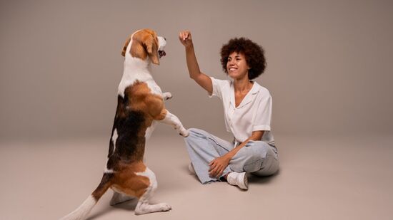 Seu cão se comunica com você