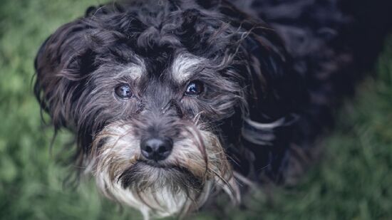 Cães de pequeno porte viram idosos a patir dos 10 anos