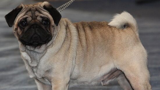 Pug é conhecido por dar trabalho no veterinário