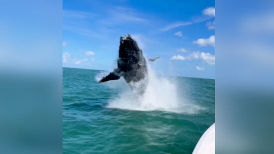 Salto da baleia-jubarte surpreende grupo em passeio de barco por Ilhabela