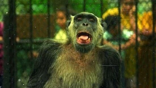 Em 1988, um fato chamou a atenção da política brasileira: o chimpanzé Tião foi candidato à prefeitura do Rio de Janeiro
