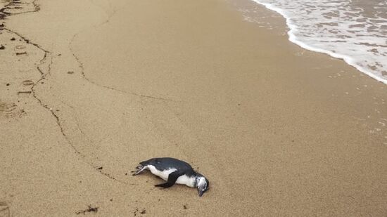 Um dos pinguins foi encontrado na Praia de Itaguaçu, em Ilhabela