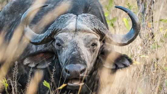 O mamífero é um dos mais temidos da savana africana