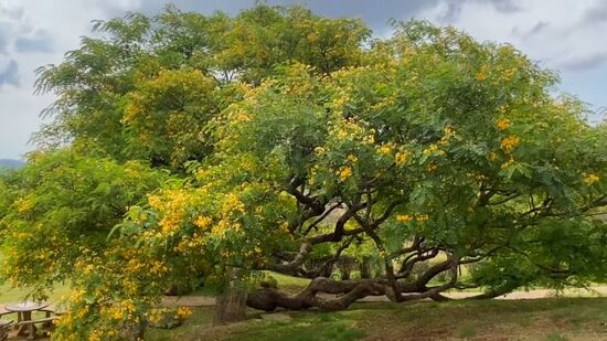 Árvore presente no brasil pode ser peça chave para enfrentar a crise climática