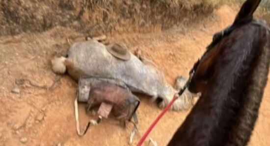 Estudos revelam por que cavalos não conseguem se adaptar à perda de uma pata e quais riscos essa condição traz