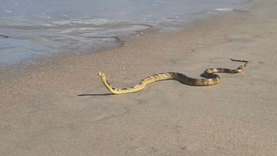 Serpente foi flagrada em praia de Lagoinha, em Ubatuba