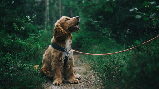 O texto estabelece que é proibido restringir a liberdade dos animais com correntes, cordas ou similare