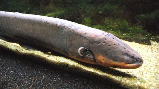 O poraquê pode usar a eletricidade para caçar