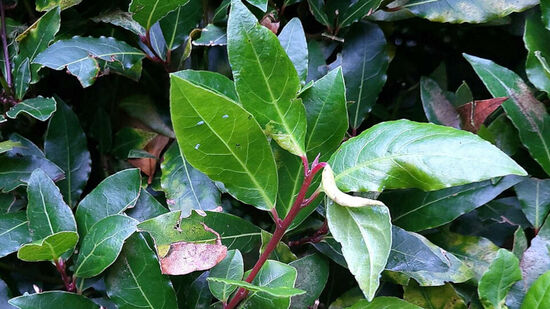 A planta possui diversos benefícios para a saúde