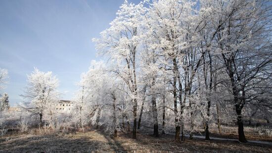 Árvores vencem o frio e deixam cidades mais bonitas no inverno