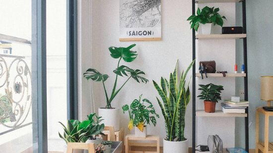 Planta é ideal para dar frutos dentro do apartamento o ano todo 