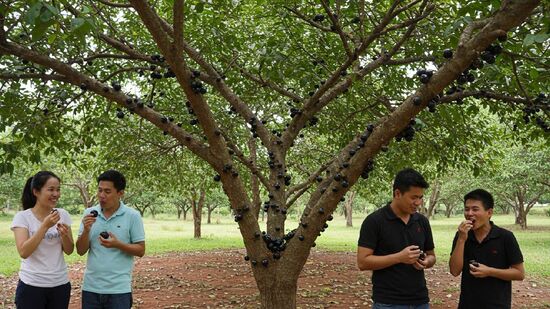 Maioria dos moradores possuem pelo menos um pé de jabuticaba