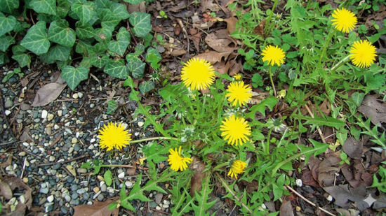 Descubra os benefícios e curiosidades do dente-de-leão, a planta pisada à toa em praticamente todo jardim.