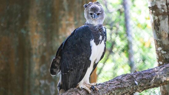 Fotografia rara mostra harpia em seu habitat natural e evidencia resultados de duas décadas de pesquisa