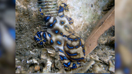 Polvo-de-anéis-azuis tem veneno mil vezes mais forte que o cianeto e pode matar em minutos