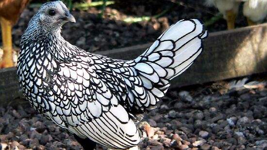 Pequena, elegante e rara: conheça a Sebright, a galinha ornamental que chama atenção pelo desenho único das penas