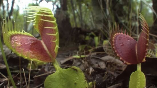 As plantas carnívoras impressionam pela habilidade de adaptação