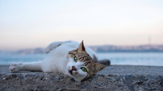 Uma ilha espanhola onde os gatos são maioria e o tempo parece parar