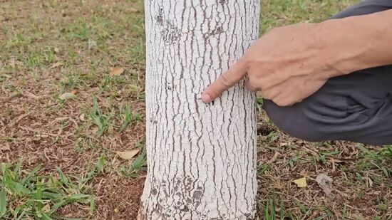 Em pomares urbanos, onde tem poluição, a aplicação pode ser feita com maior frequência