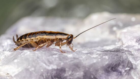 Controle das baratas começa com prevenção e limpeza constante