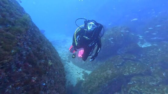 Parque Estadual Marinho Laje de Santos reúne águas transparentes e rica vida marinha
