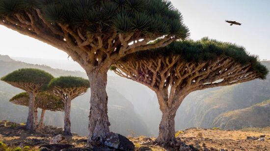 Essa ilha é repleta de espécies endêmicas, ou seja, não são encontradas em nenhum outro lugar da Terra