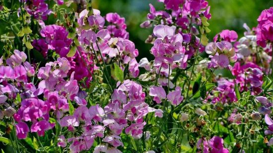 Ervilha-de-cheiro cria barreira natural perfumada no jardim