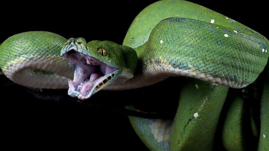 Apesar de ter cobras venenosas, nenhuma das mais peçonhetas está no Brasil