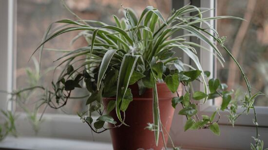 Planta resistente se adapta a ambientes úmidos e melhora o frescor do banheiro