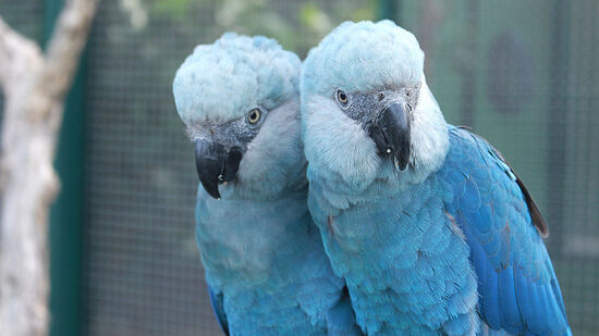 Brasileira e nativa do Nordeste, a espécie viralizou mundialmente ao ser retratada no filme 'Rio'