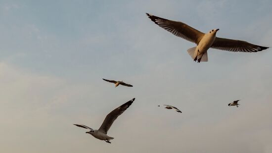 A missão de aguentar voar de maneira firme e forte por centenas ou até milhares de quilômetros parece uma tarefa impossível de concluir, principalmente na percepção dos humanos