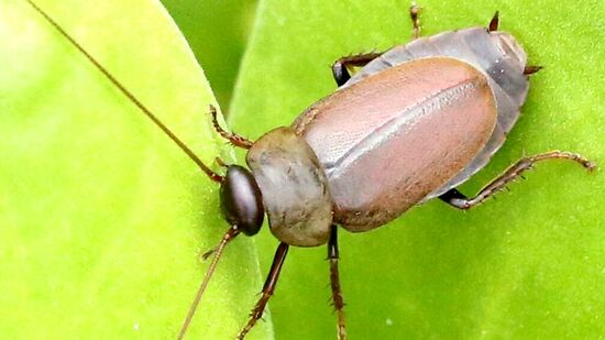 Análise foi realizada durante 54 dias e, nesse período, foi observado que ele contém quatro vezes mais proteínas e calorias que o leite de vaca