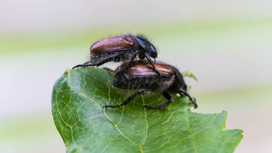 Pesquisa com Tribolium castaneum revela que a proporção de gênero influencia comportamento sexual entre machos